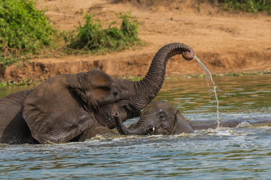 Uganda Tour | eprontoafricasafaris