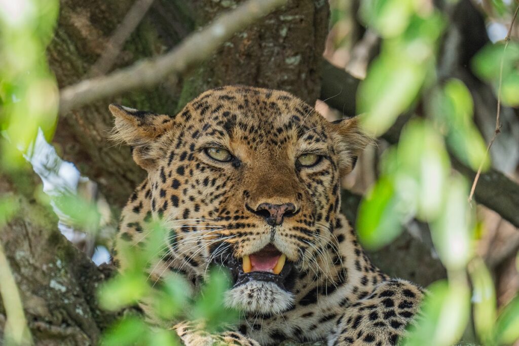 Close-up male leopard in tree | eprontoafricasafaris