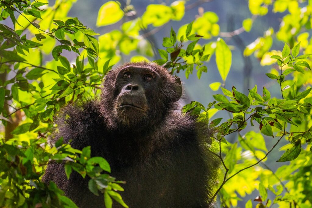 gorillas tour | eprontoafricasafaris