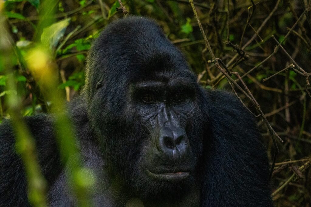 Gorilla adventure in its natural habitat. | eprontoafricasafaris