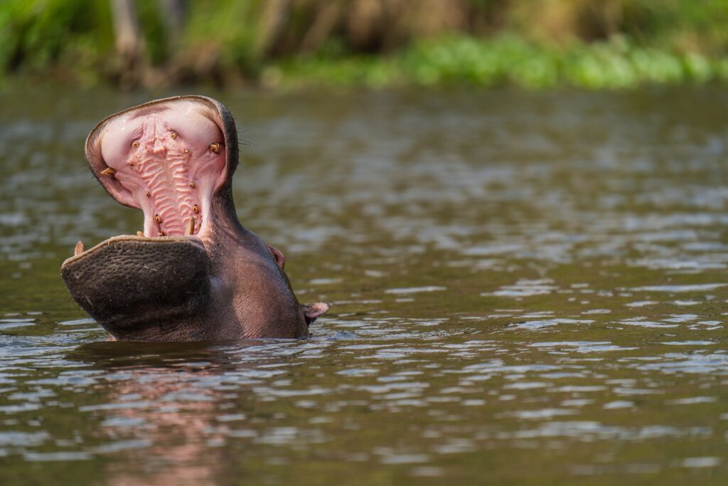 Hippopotamus yawning wide in wates | eprontoafricasafaris (Best of Uganda tour)